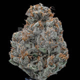 Dolato Strain
