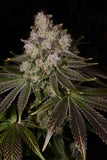 Donkey Butter Seeds
