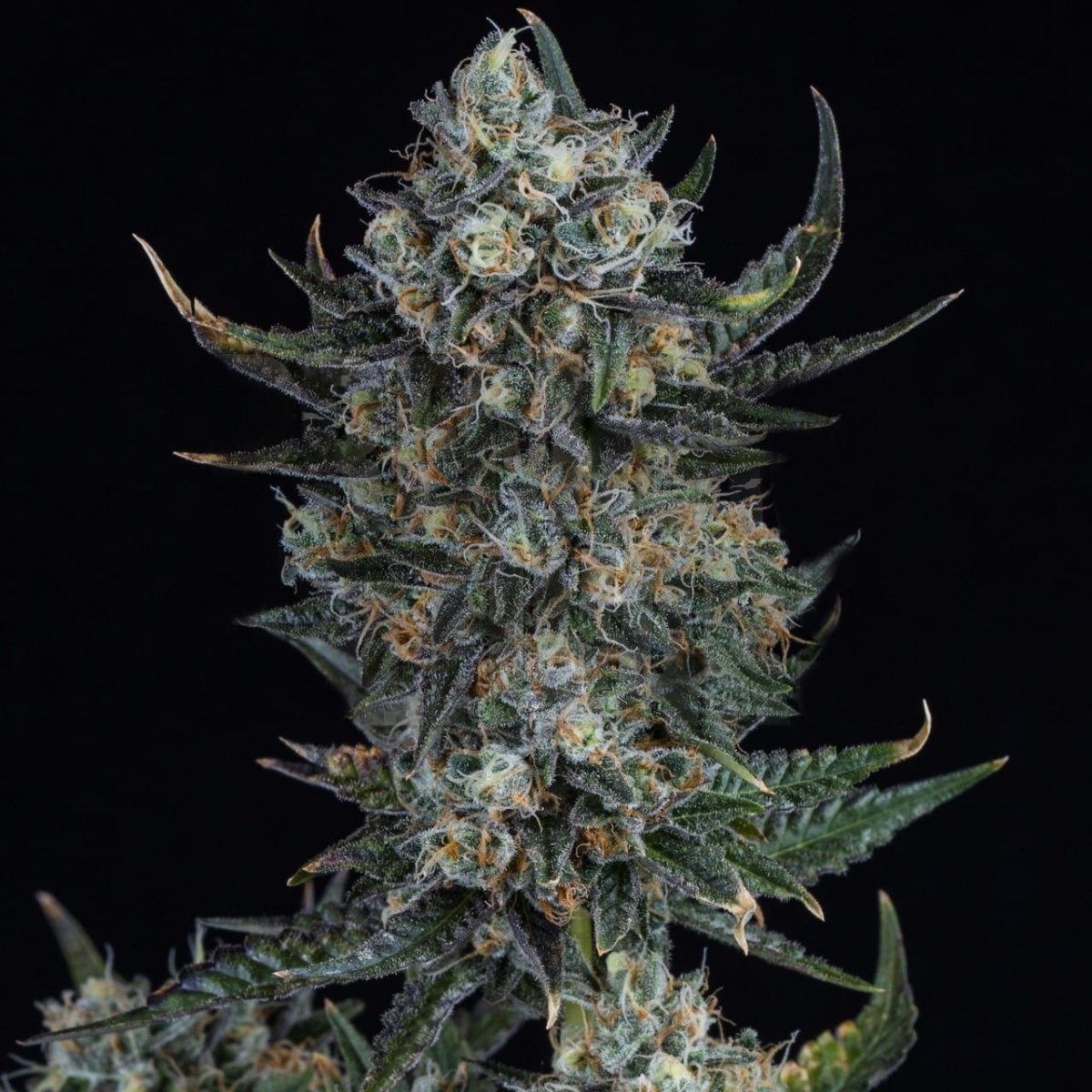 🎁 Durban Poison Seeds (100% off) - Premium Cultivars