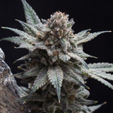 π Frosty Blue OG Seeds (100% off)