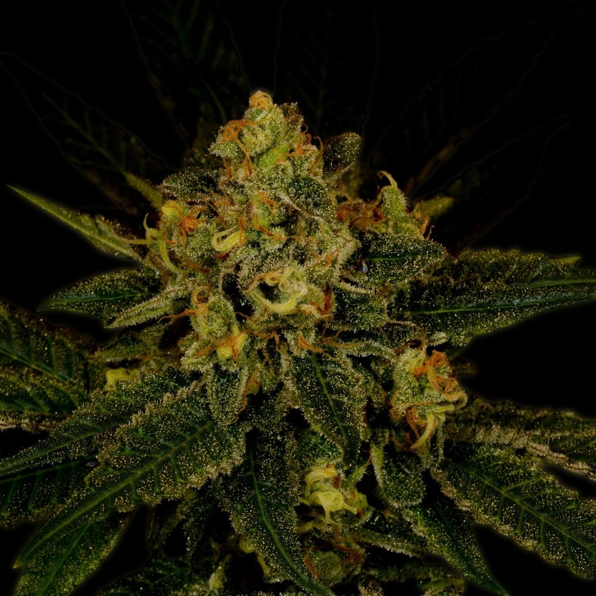 Fruit Punch Feminized Cannabis Plant