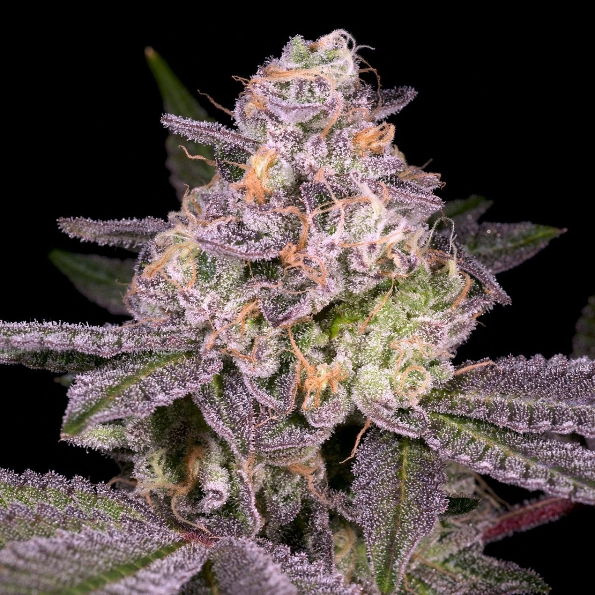 🎁 Garanimals Seeds (100% off) - Premium Cultivars