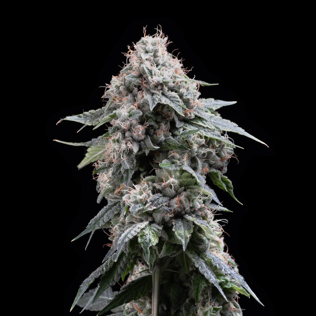 Shown is the cola of a Gary Payton cannabis plant. The plant is packed with trichomes.