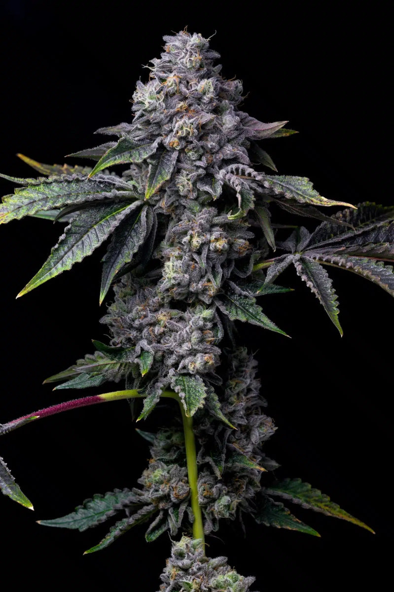 Gator Breath Seeds - Premium Cultivars