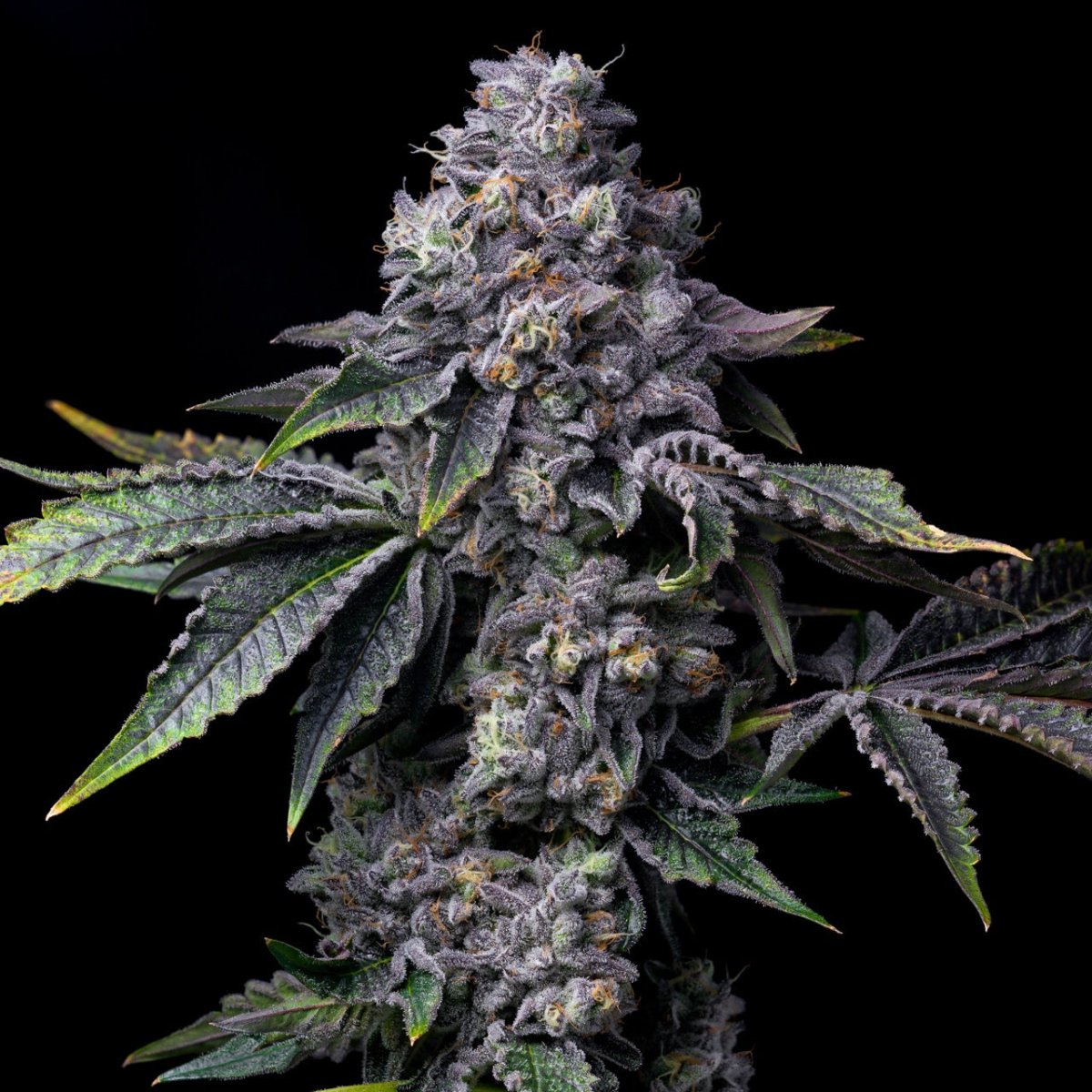Gator Breath strain cannabis plant. Fan leaves, sugar leaves, pistils and trichomes are seen.