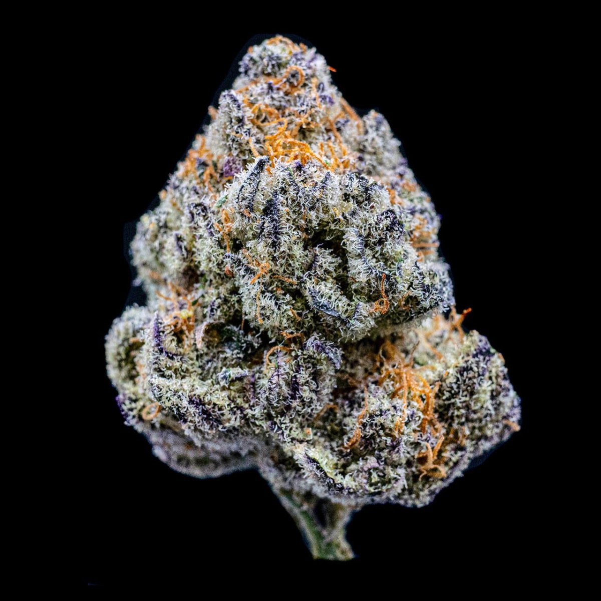 Gelonade Seeds - Premium Cultivars