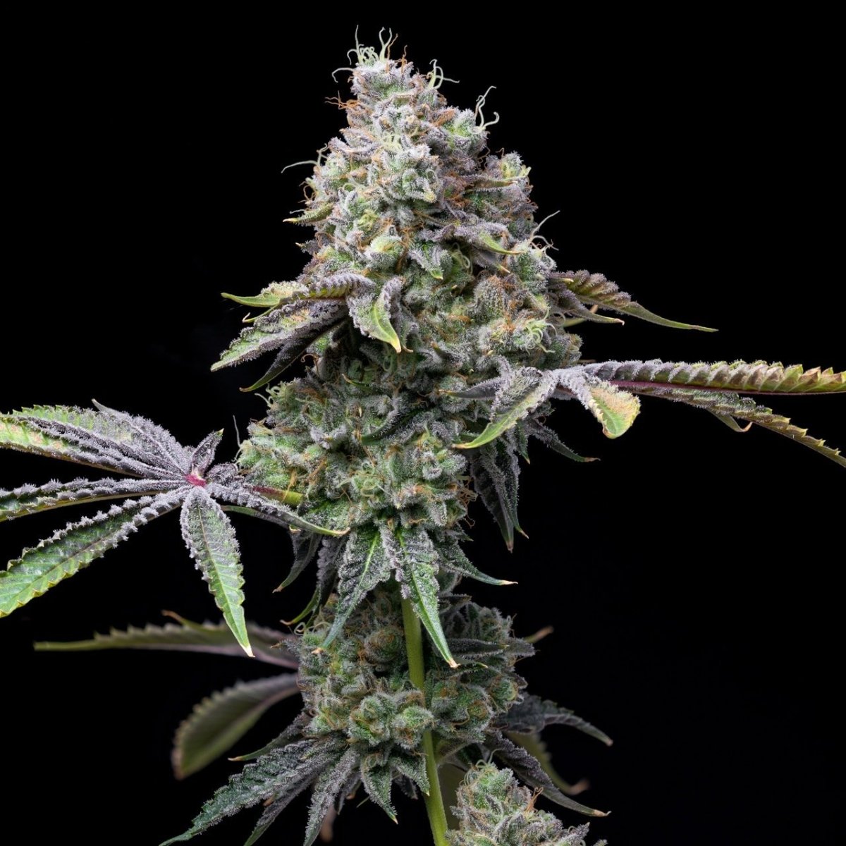 🎁 Ghost OG Seeds (100% off) - Premium Cultivars