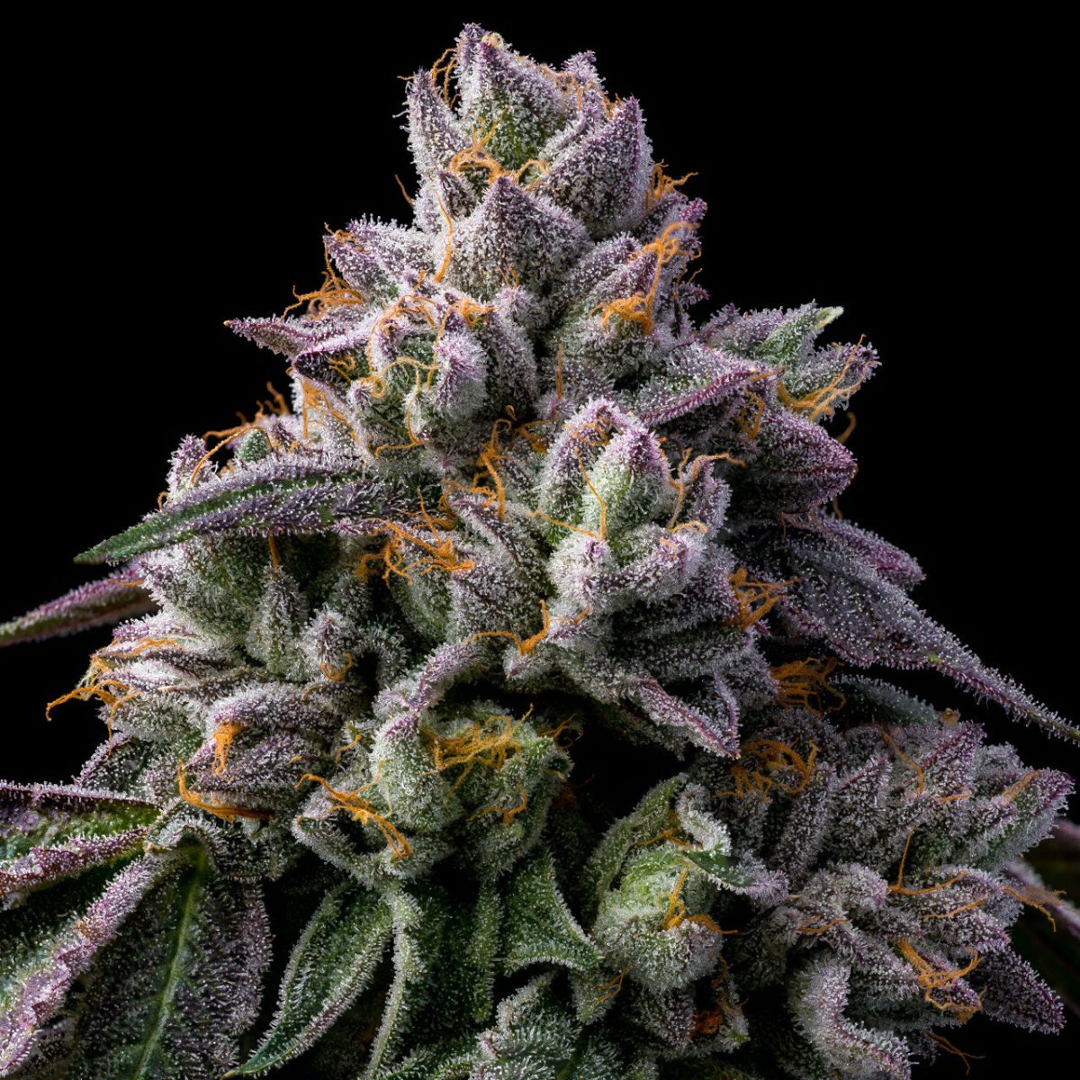 Giraffe Puzzy Seeds - Premium Cultivars
