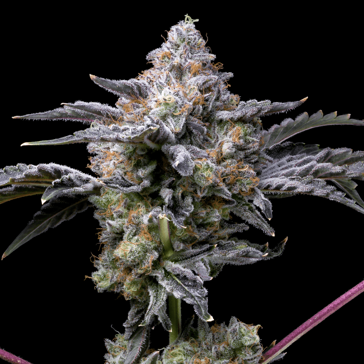 Girl Scout Zookies Autoflower Plant