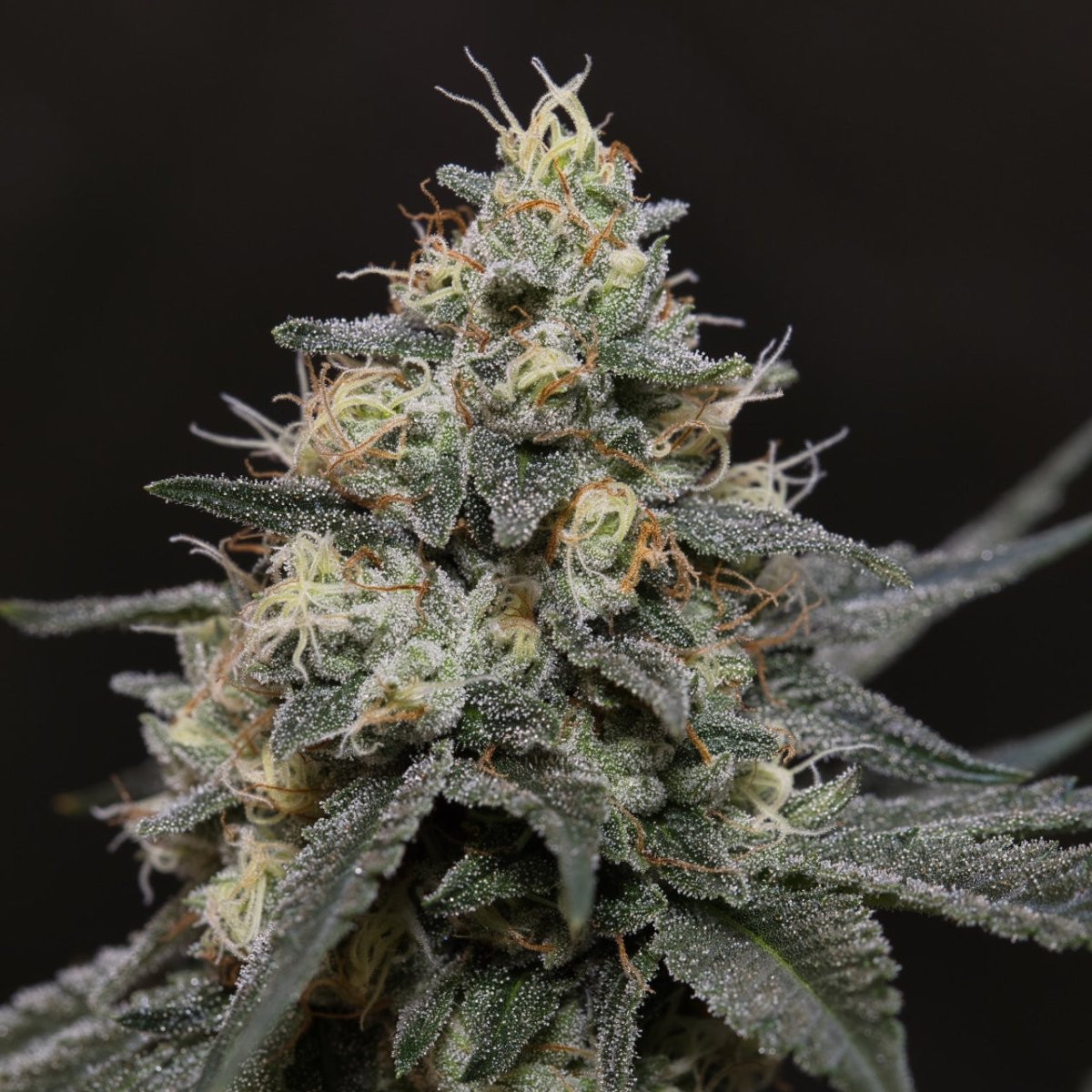 🎁 Glookies Seeds (100% off) - Premium Cultivars