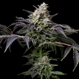 π GMO Cookies Seeds (100% off)