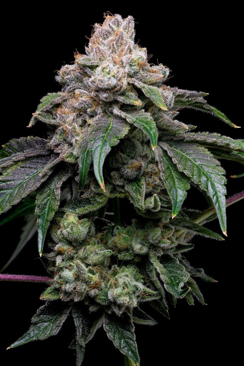 Godfather OG Plant