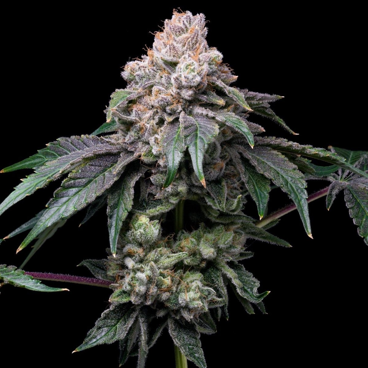 Godfather OG Plant