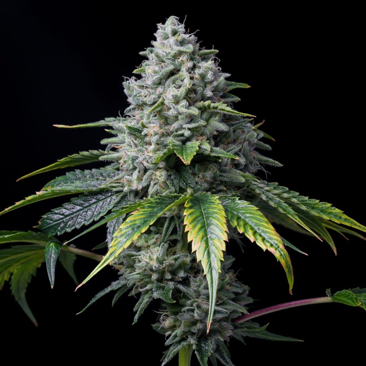 Golden Goat Plant