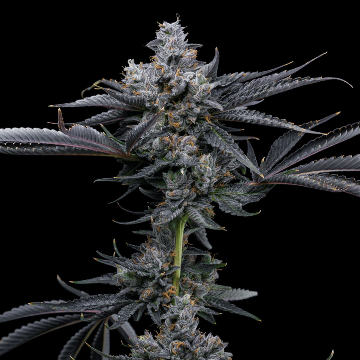 Granita Autoflower Plant