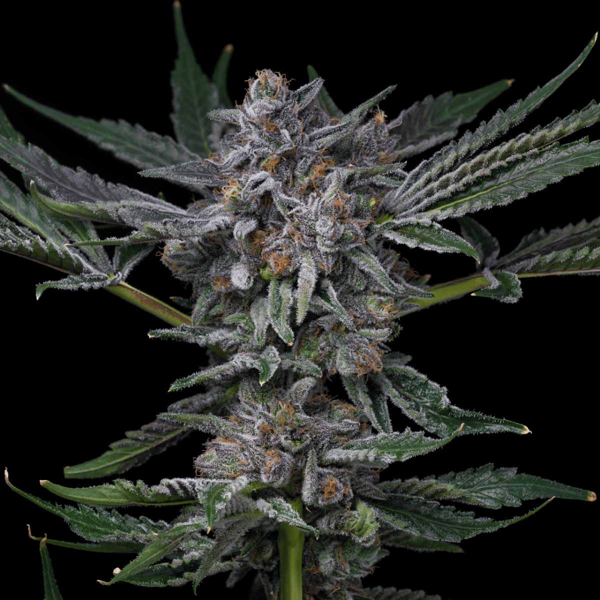 Grape Donut Autoflower Seeds
