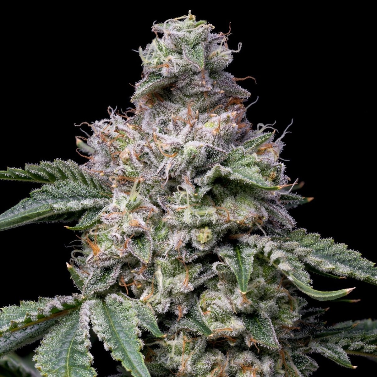 Grape Stomper Seeds