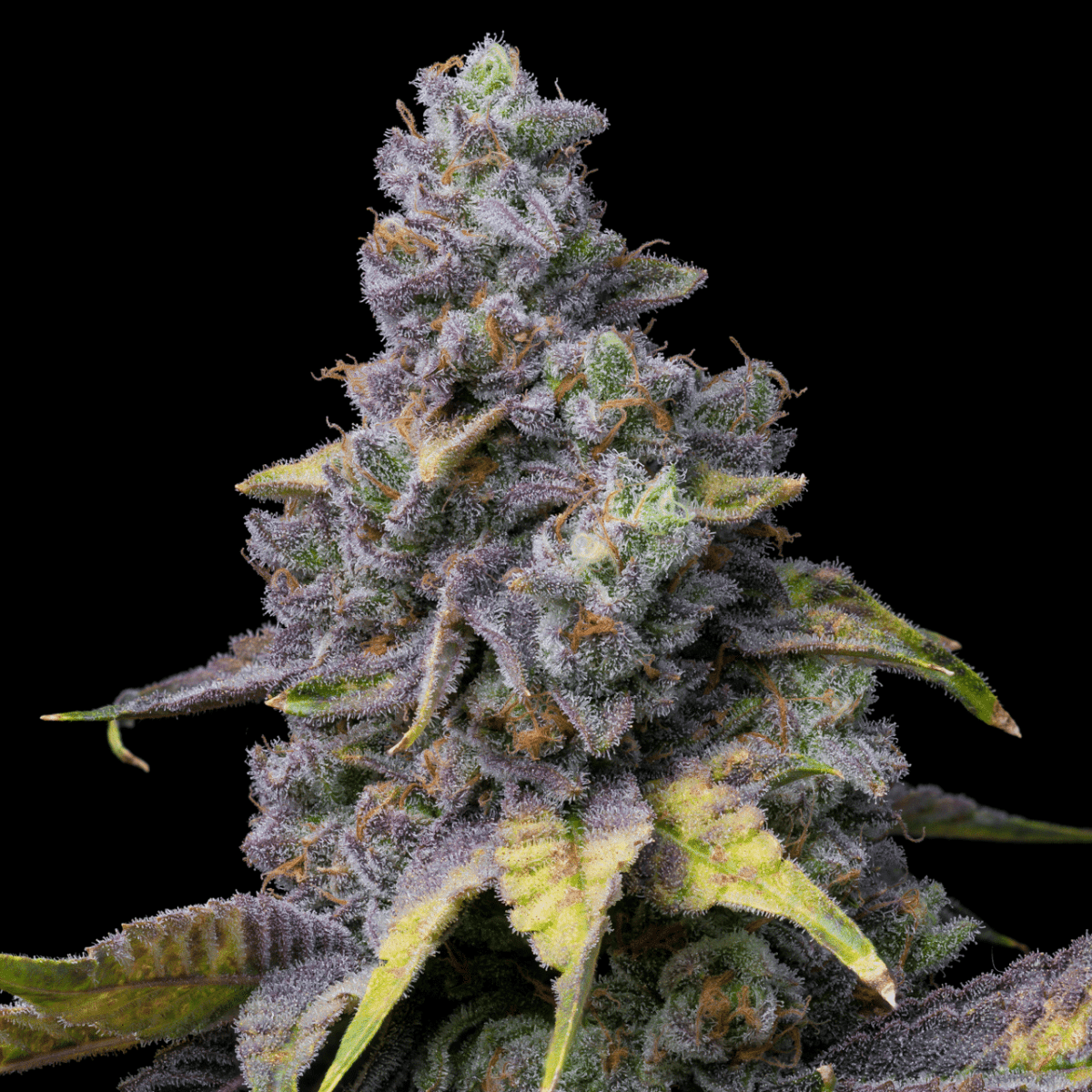 Green Eyes Autoflower Seeds