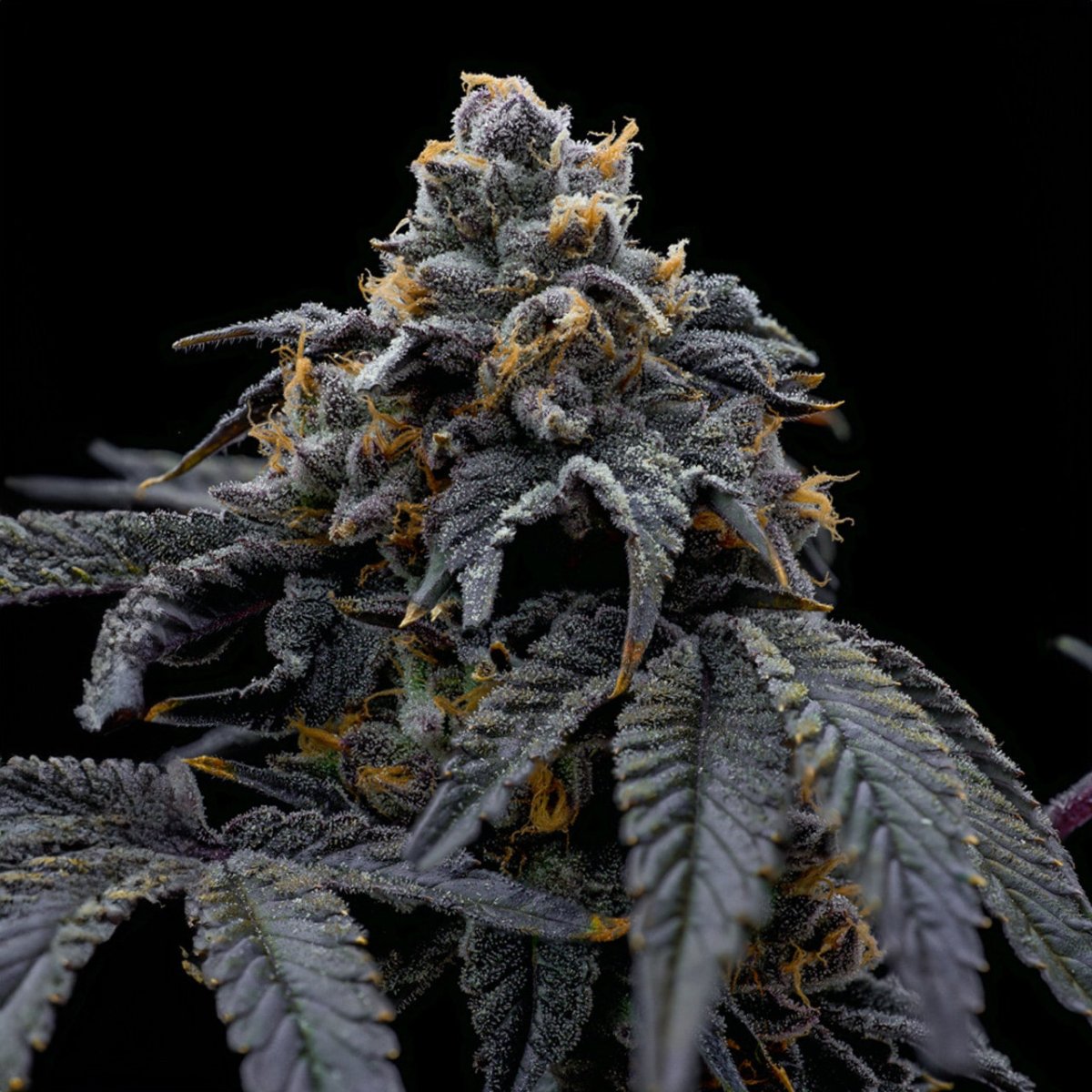 🎁 Han Solo Burger Seeds (100% off) - Premium Cultivars