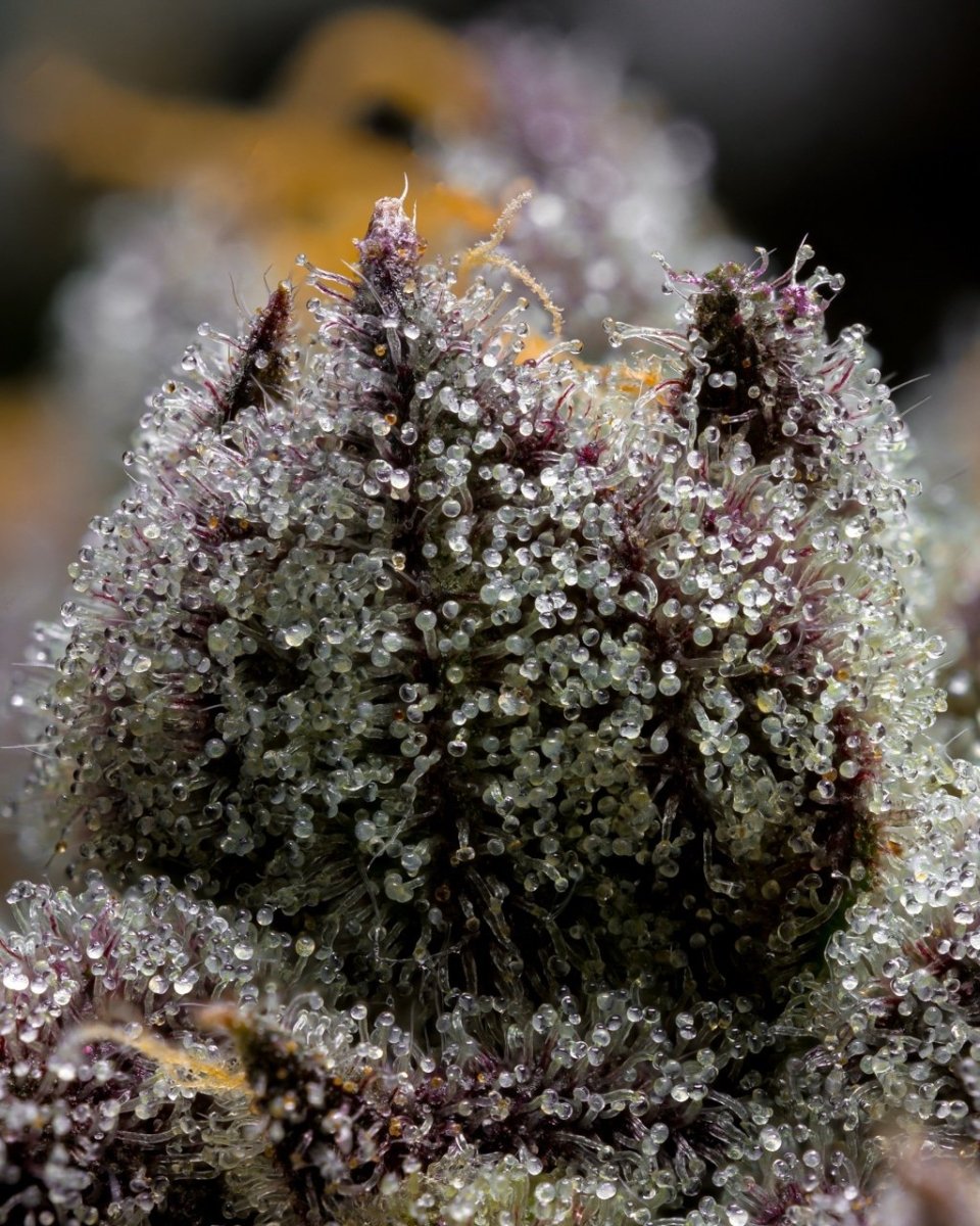 Han Solo Burger trichomes pictures