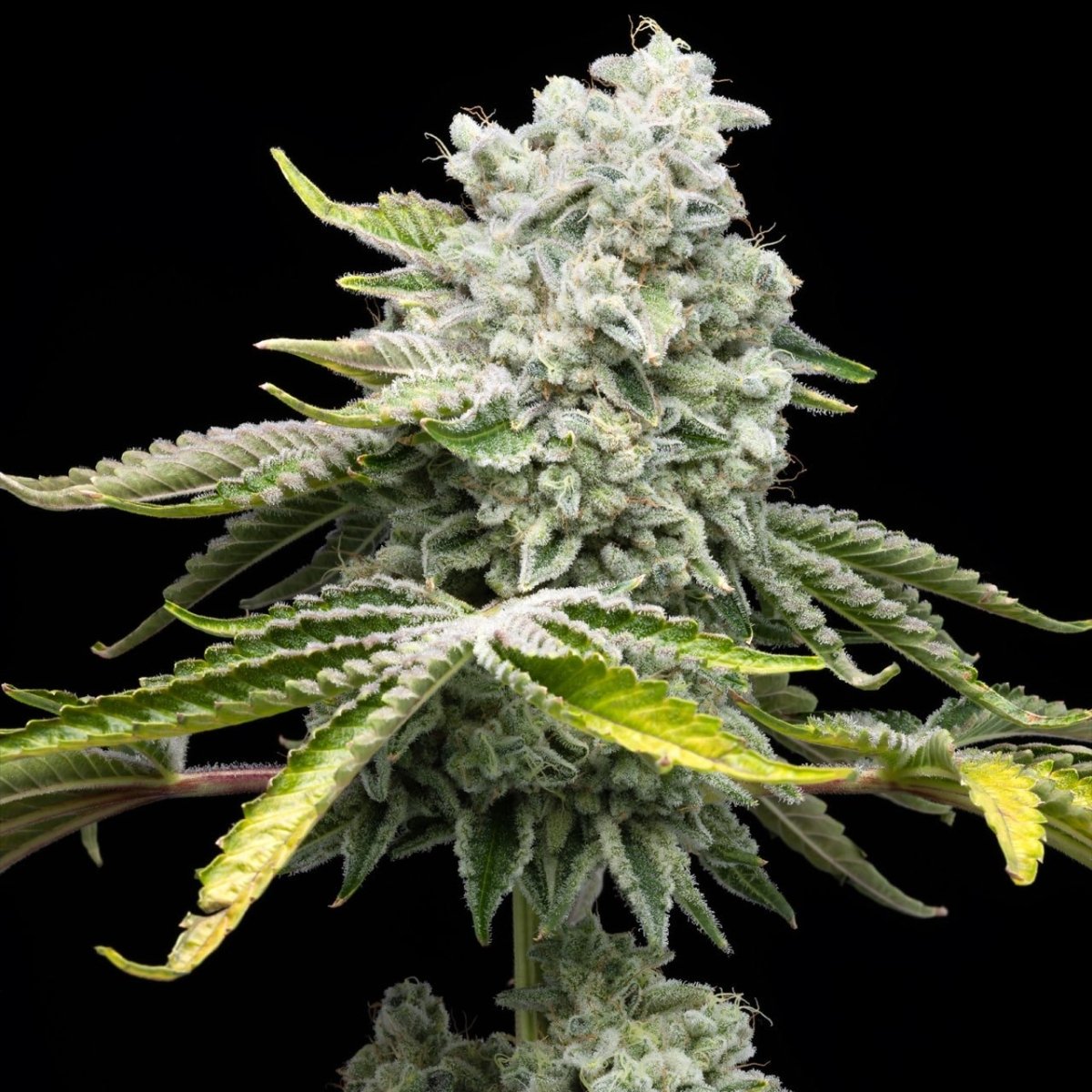 Jealousy strain cannabis plant showcasing a substantial cola densely coated with trichomes.