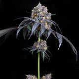 Jet Fuel Gelato Seeds