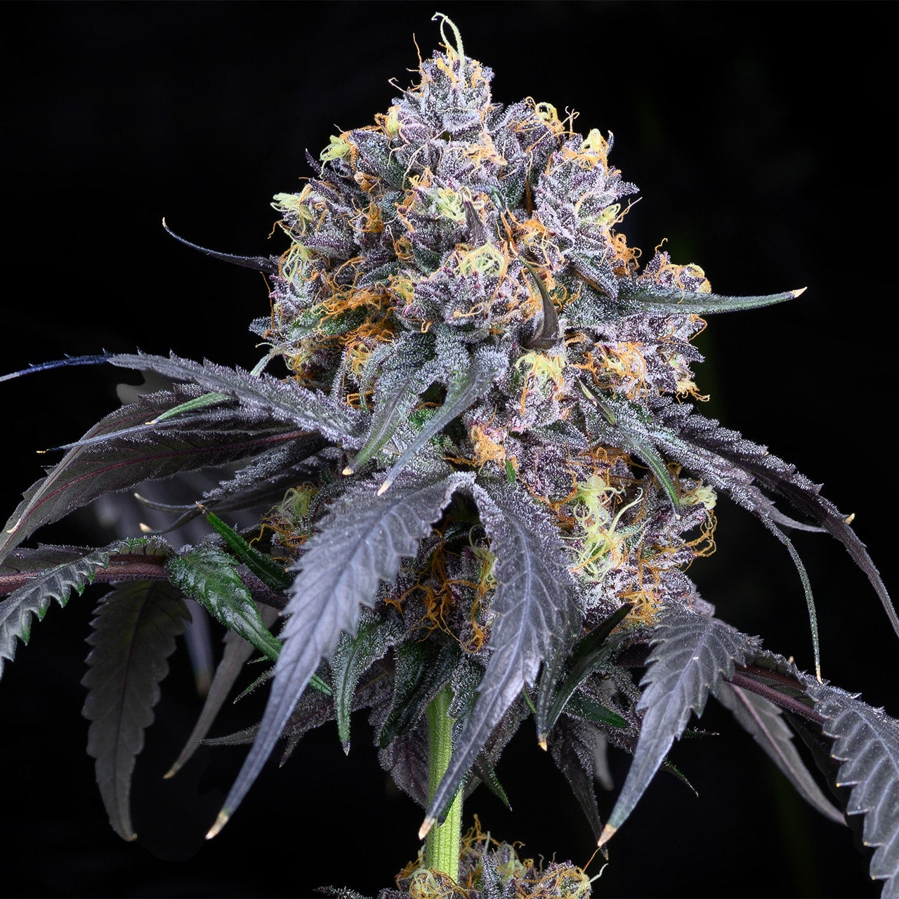 A large cannabis cola of the Jet Fuel Gelato strain. This cannabis plant was grown from Jet Fuel Gelato seeds from Premium Cultivars.