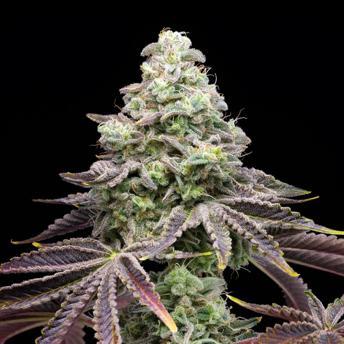 🎁 Khalifa Kush Seeds (100% off) - Premium Cultivars