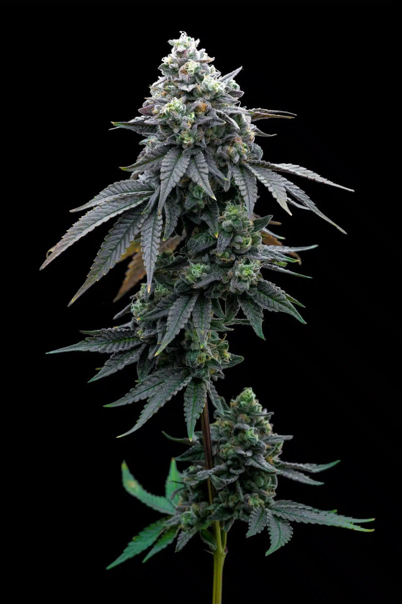 Khalifa Mints Seeds - Premium Cultivars