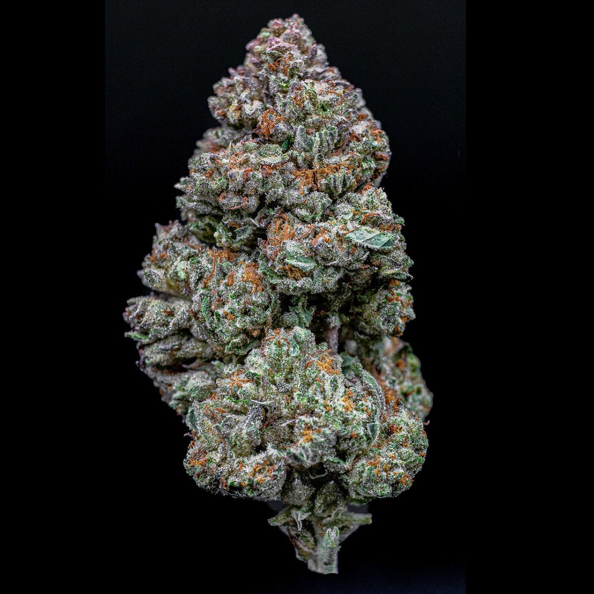 Kush Mints Seeds - Premium Cultivars