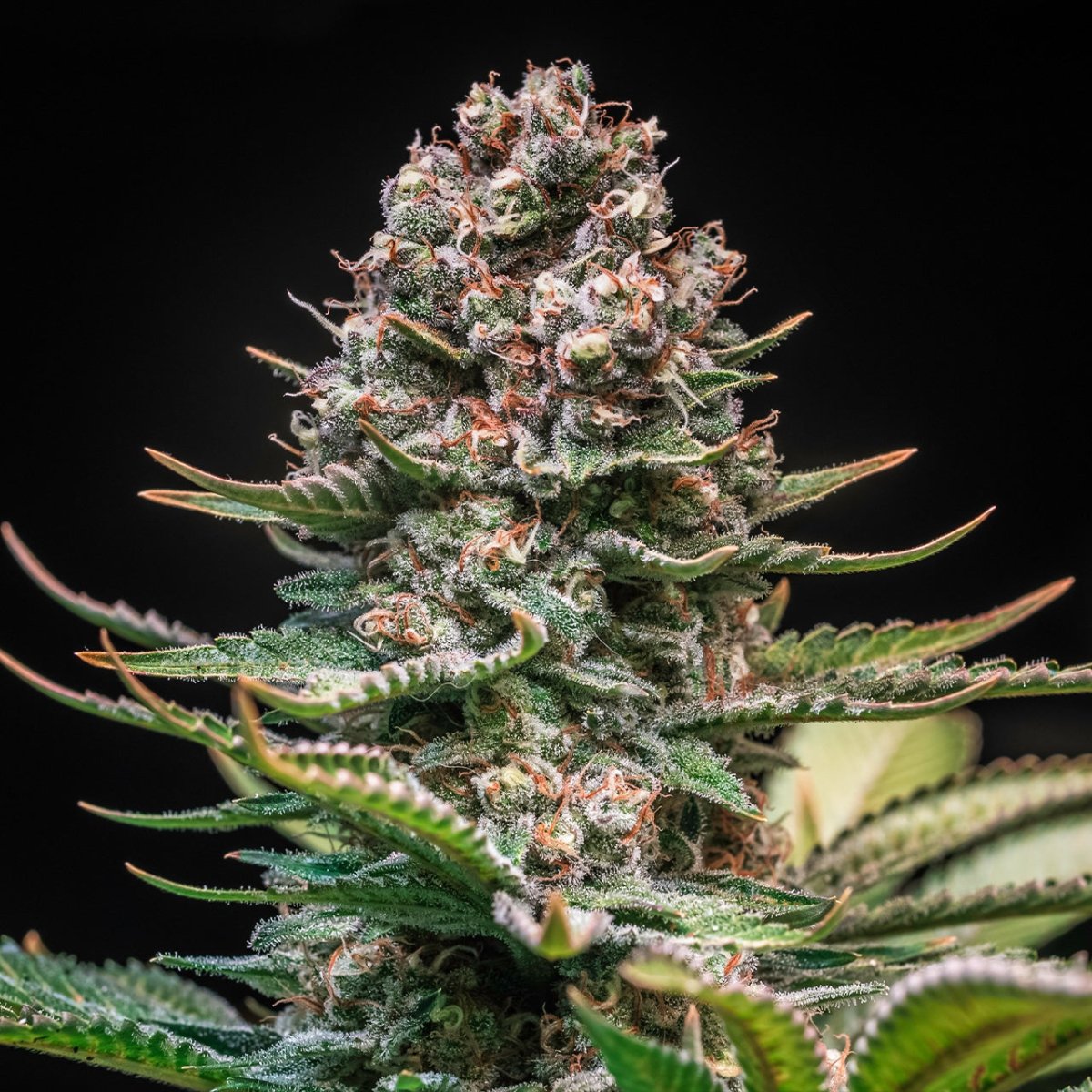 Larry Bird Seeds