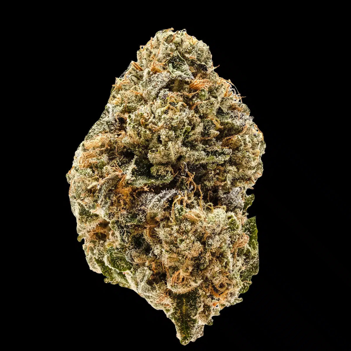 Larry Bird Seeds - Premium Cultivars