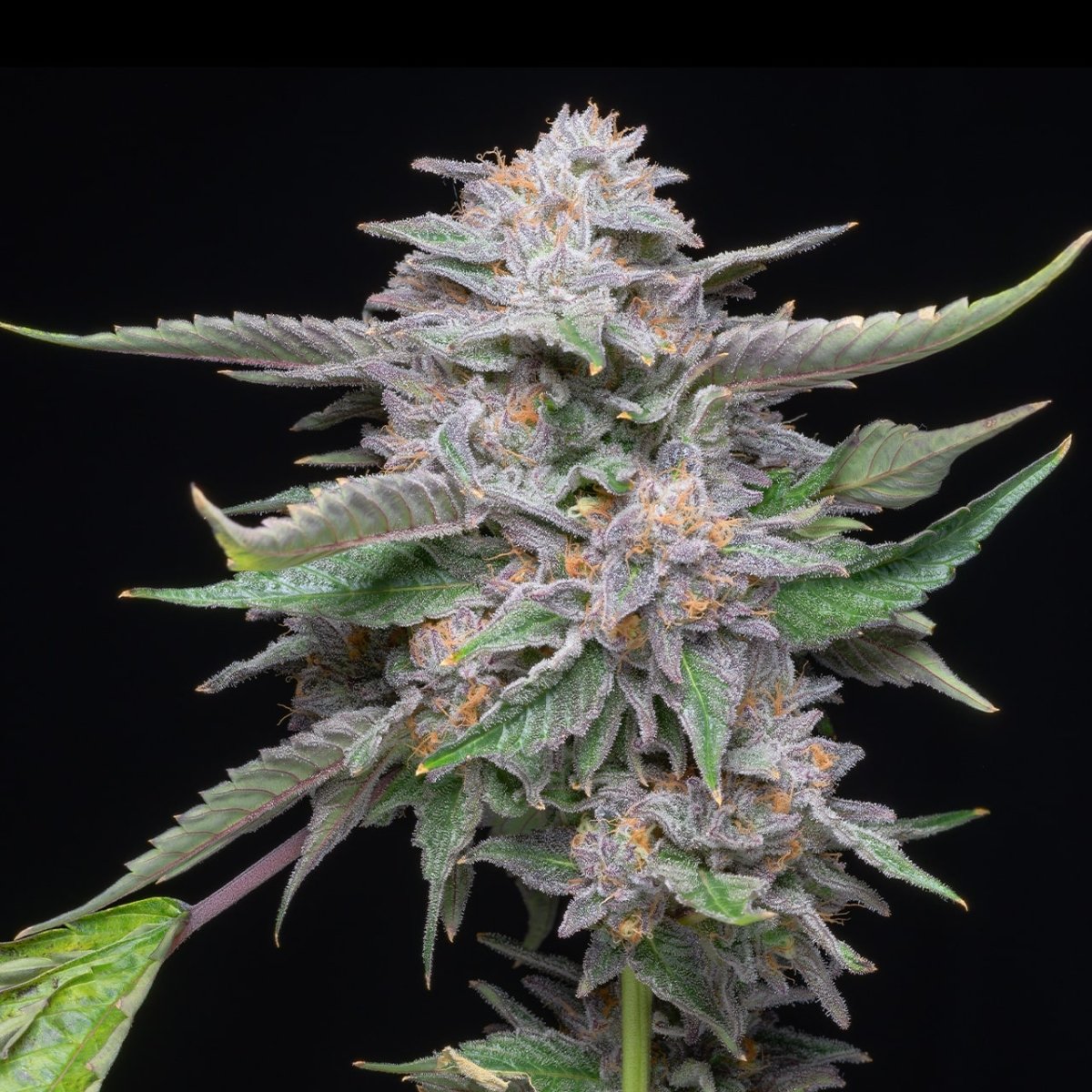 Lemon Cherry Gelato strain cannabis plant is shown. The plant is densely coated with trichomes, pistils and sugar leaves.