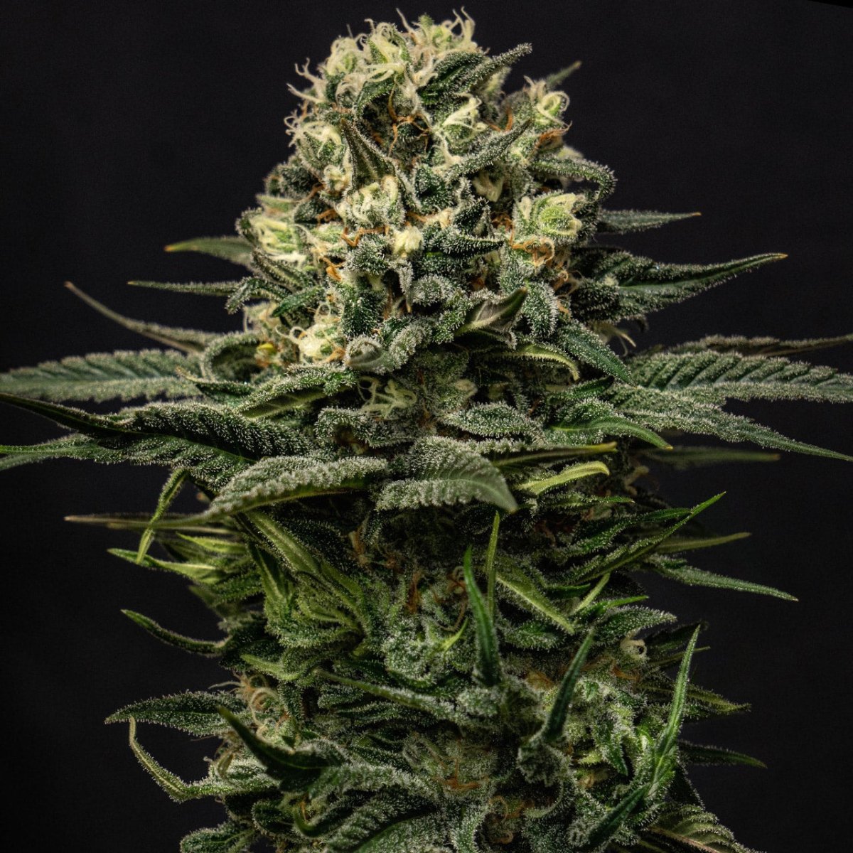 Lemon Haze Seeds