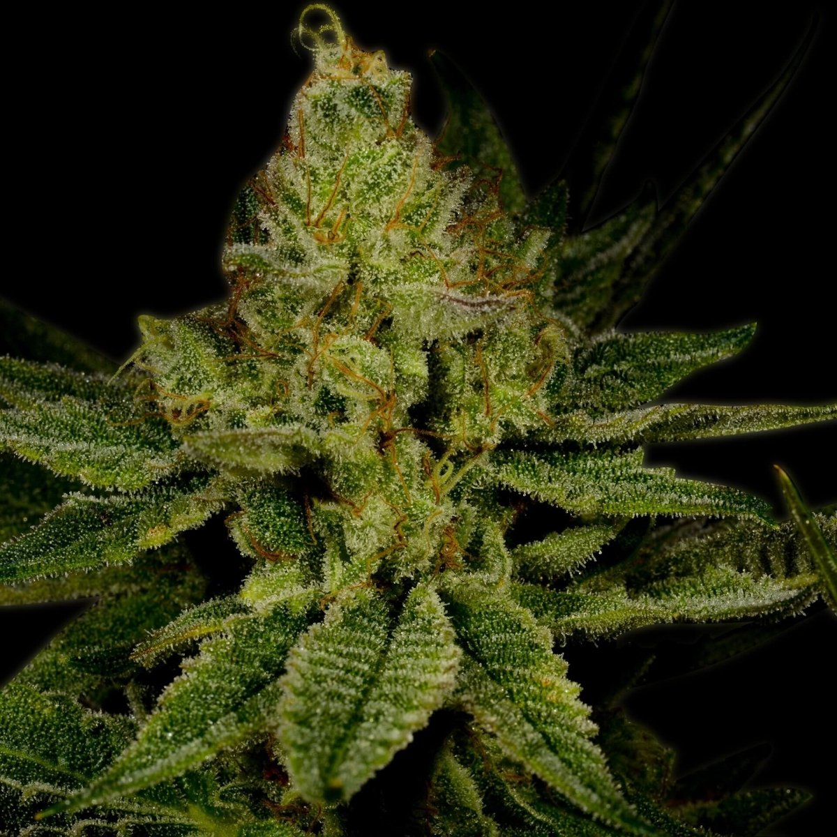 Lemon Tree Seeds – Premium Cultivars