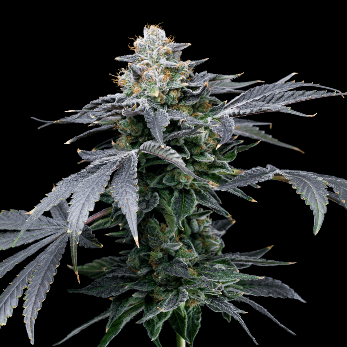 MAC Melon Autoflower Plant