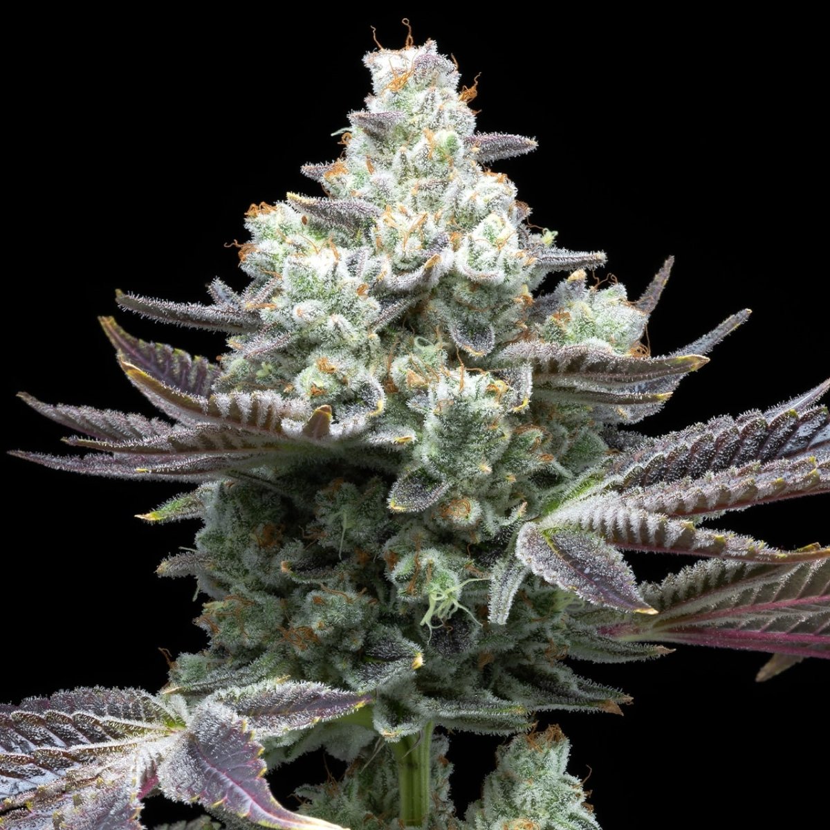 Mac 1 strain cannabis plant. A large cola, densely packed with trichomes is shown.