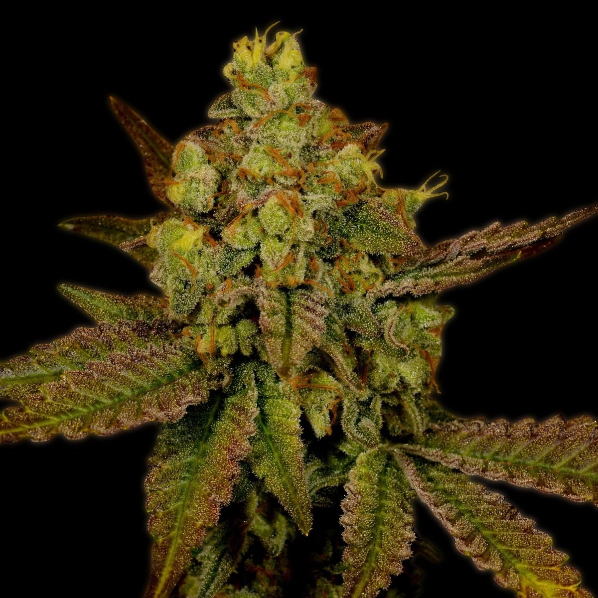 🎁 Mazar x Blueberry Seeds (100% off) - Premium Cultivars