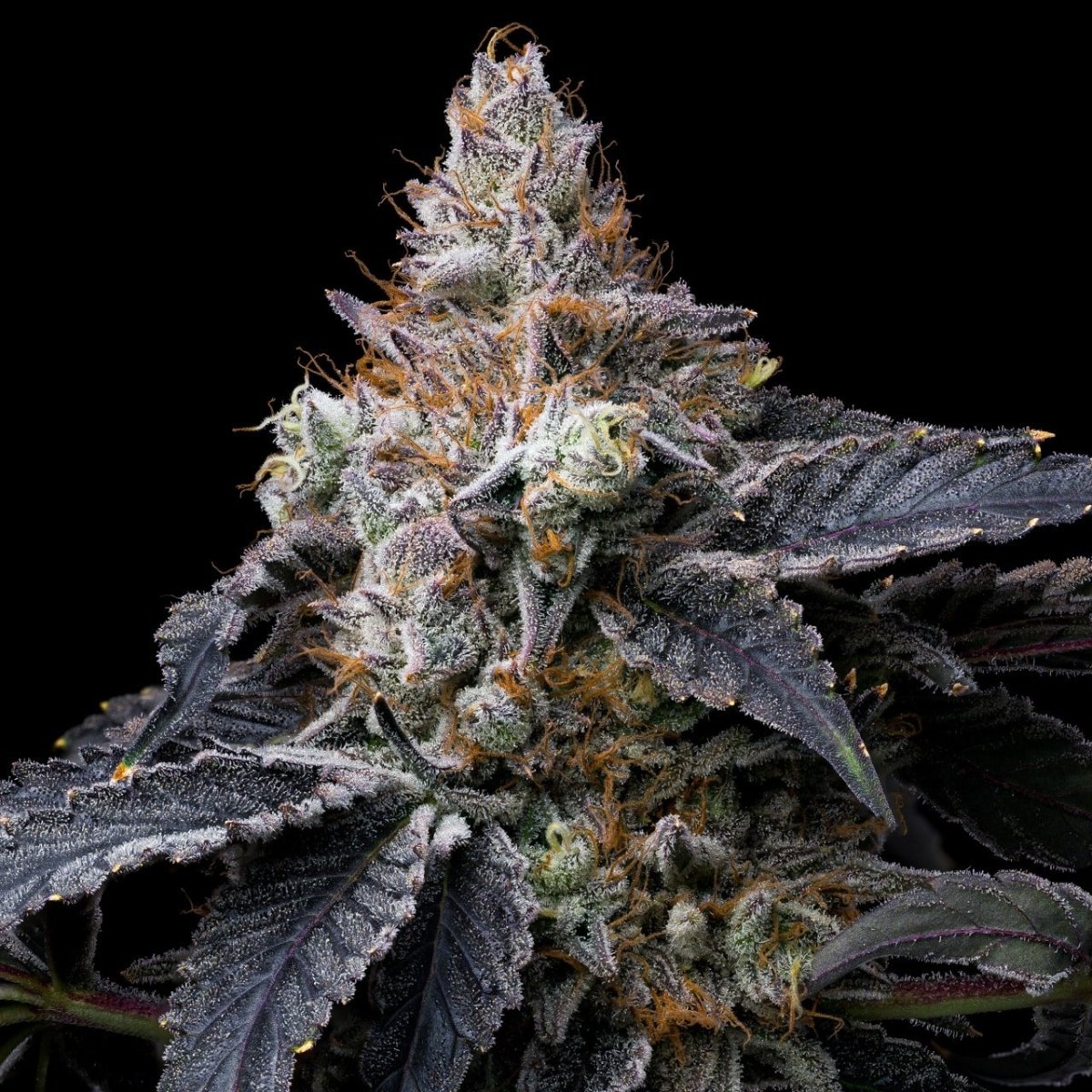 🎁 Mendo Breath Seeds (100% off) - Premium Cultivars