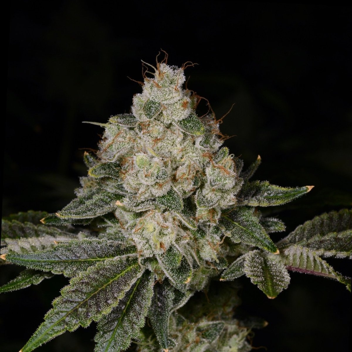 🎁 Mike Larry Seeds (100% off) - Premium Cultivars