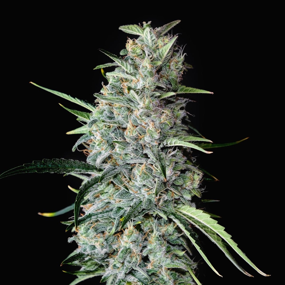 🎁 MK Ultra Autoflower Seeds (100% off) - Premium Cultivars