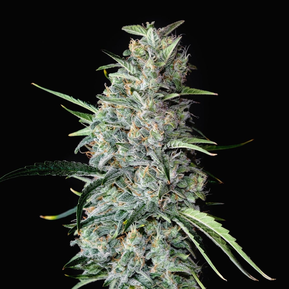 MK Ultra Seeds