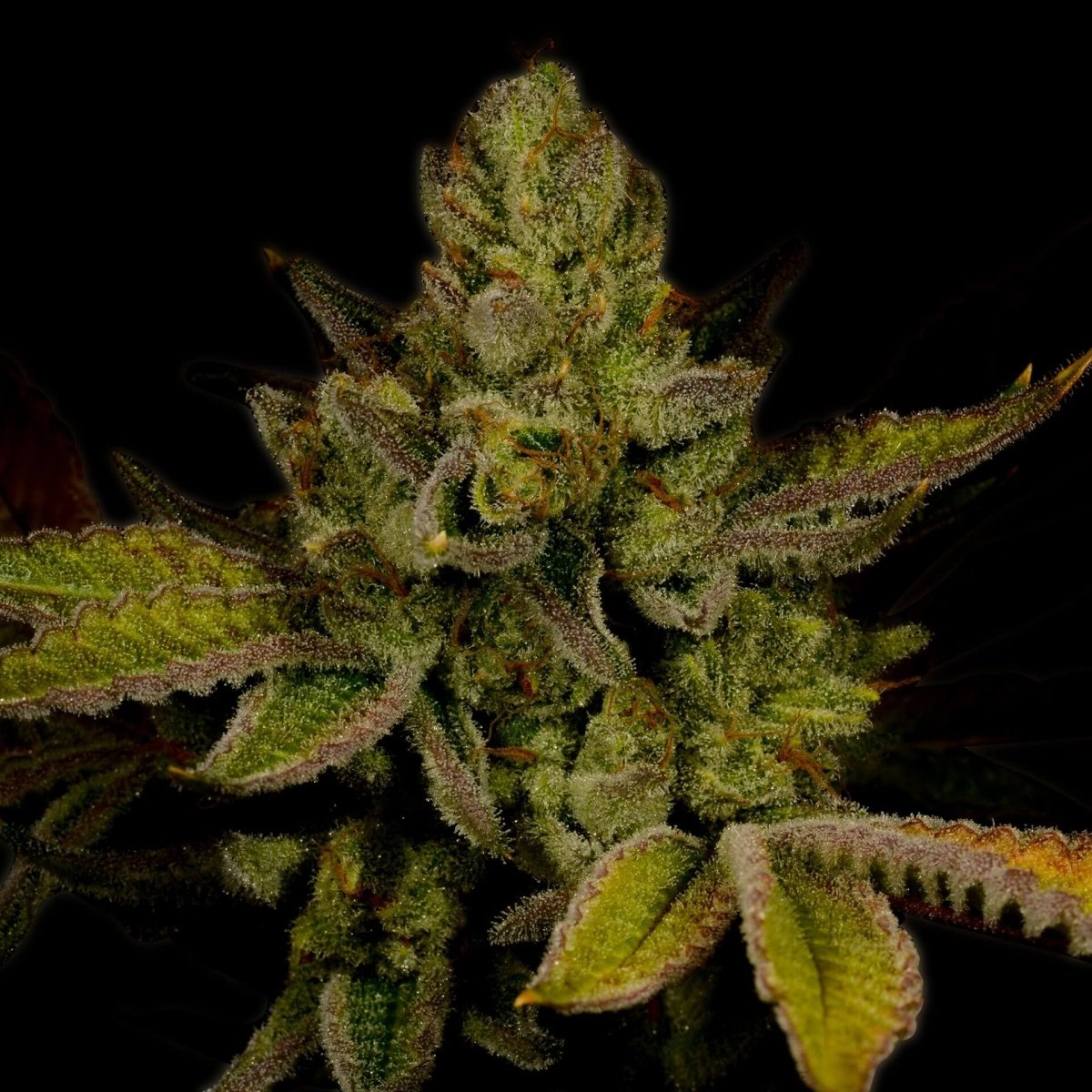 Moby Dick Feminized Cannabis Plant