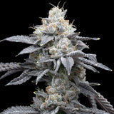 π Moonbow Seeds (100% off)