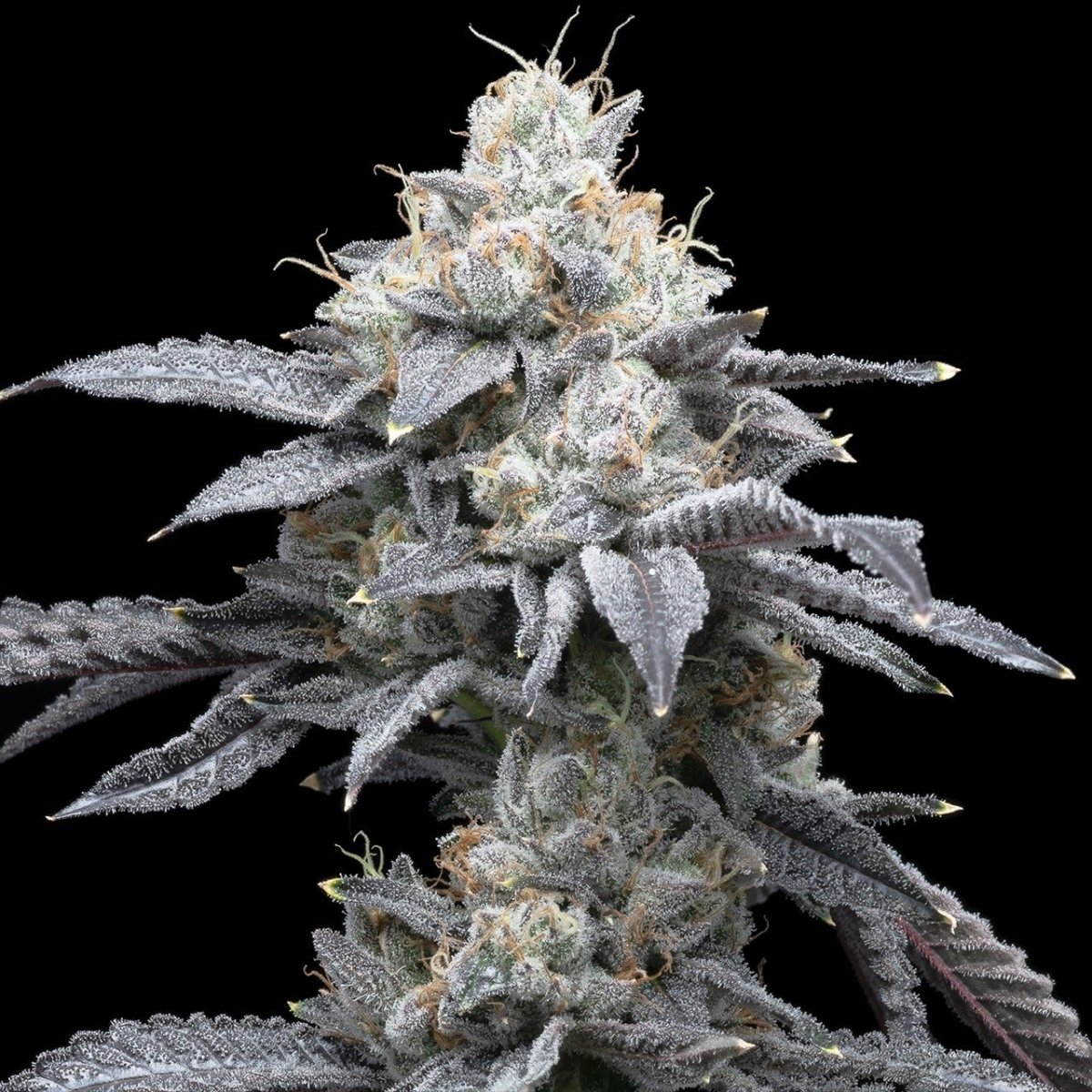 🎁 Moonbow Seeds (100% off) - Premium Cultivars