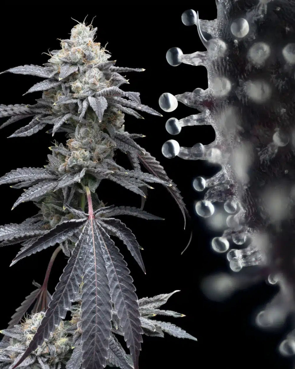 Moonbow Seeds - Premium Cultivars