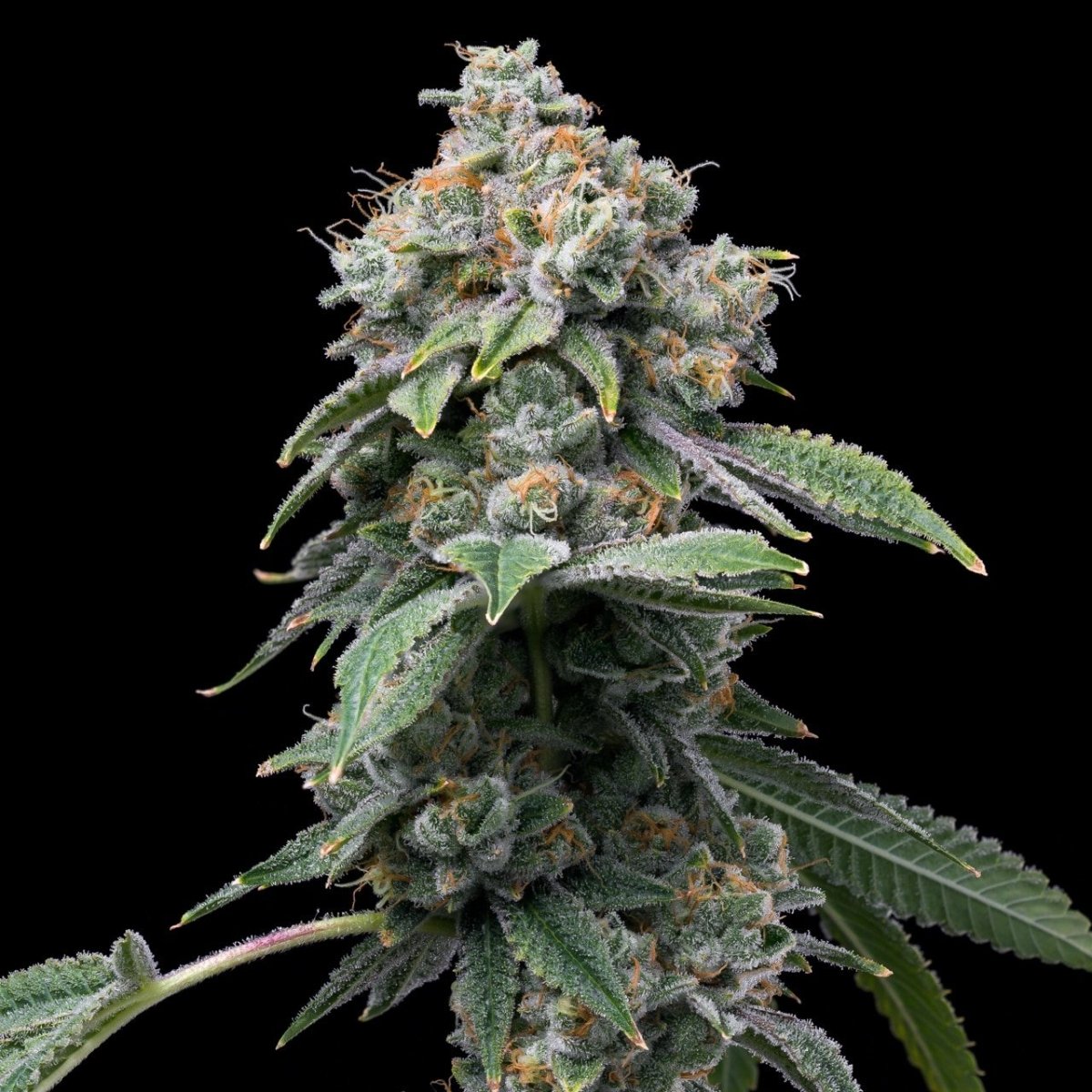 Motorbreath Plant