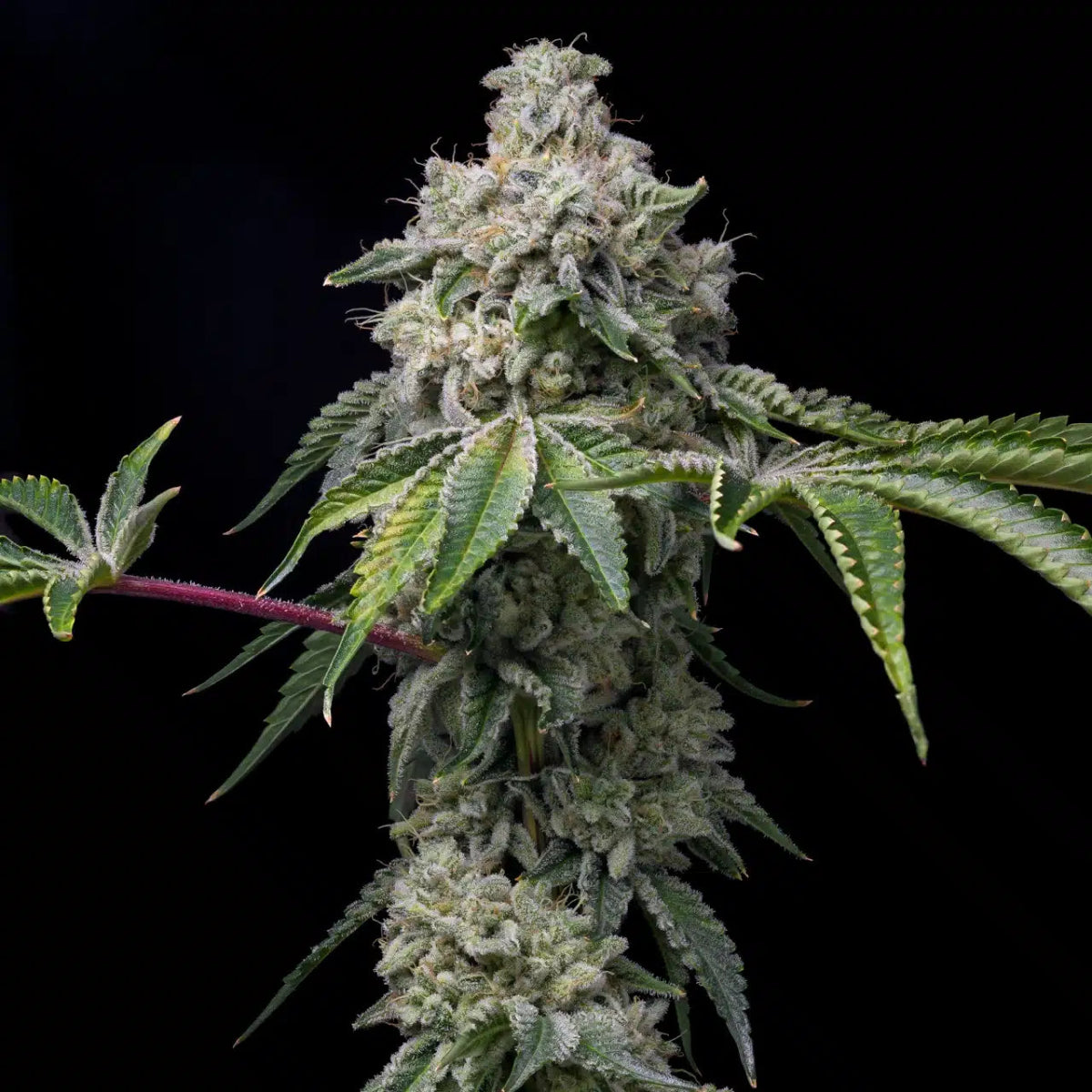OZ Kush Seeds - Premium Cultivars