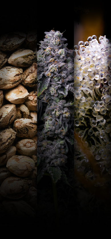 Premium Cultivars