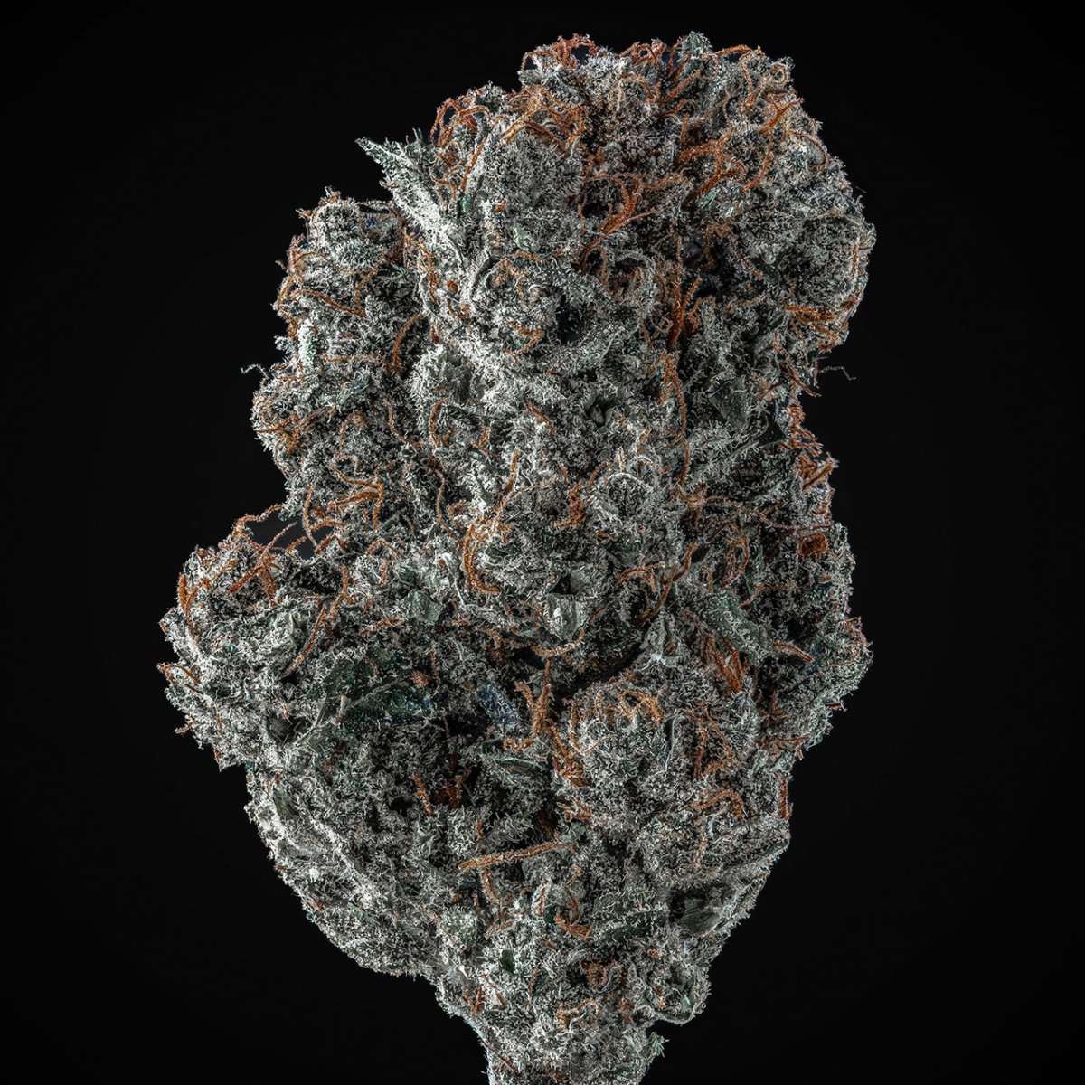 Peanut Butter Breath Seeds - Premium Cultivars